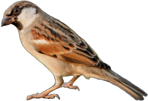 Sparrow PNG-20125